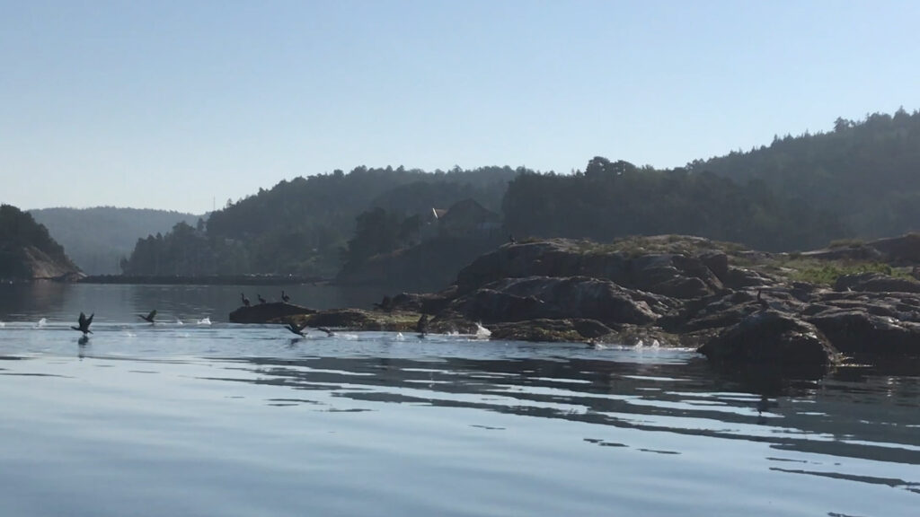 Skarvar lämnar Ringburen morgonen 16 aug 2020